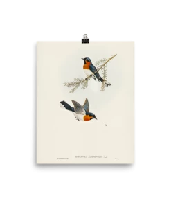 Lone Fox New "White-bellied Flycatcher" Art Print