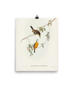 Lone Fox "Yellow-breasted Flycatcher" Art Print