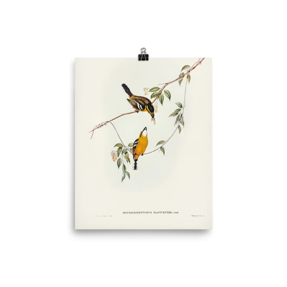 Lone Fox "Yellow-breasted Flycatcher" Art Print 4 Lone Fox "Yellow-breasted Flycatcher" Art Print