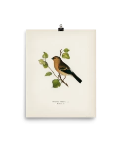 Lone Fox Best Sellers "Eurasian Bullfinch" Art Print 13 Lone Fox Best Sellers
