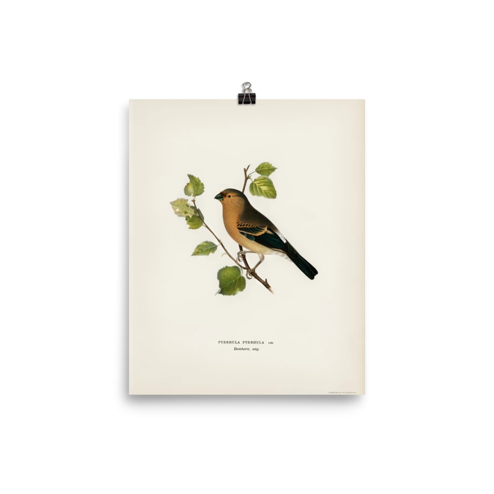 Lone Fox Best Sellers "Eurasian Bullfinch" Art Print 8 Lone Fox Best Sellers "Eurasian Bullfinch" Art Print