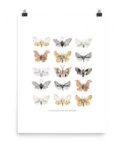 Lone Fox New Moths Art Print