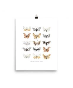 Lone Fox New Moths Art Print