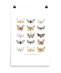 Lone Fox New Moths Art Print