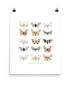 Lone Fox New Moths Art Print
