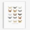 Lone Fox New Moths Art Print