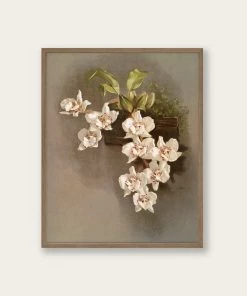 Lone Fox New "Reichenbachia Orchids" Art Print