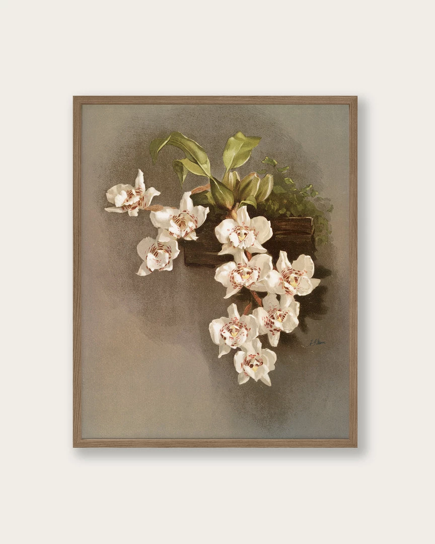 Lone Fox New "Reichenbachia Orchids" Art Print 3 Lone Fox New "Reichenbachia Orchids" Art Print